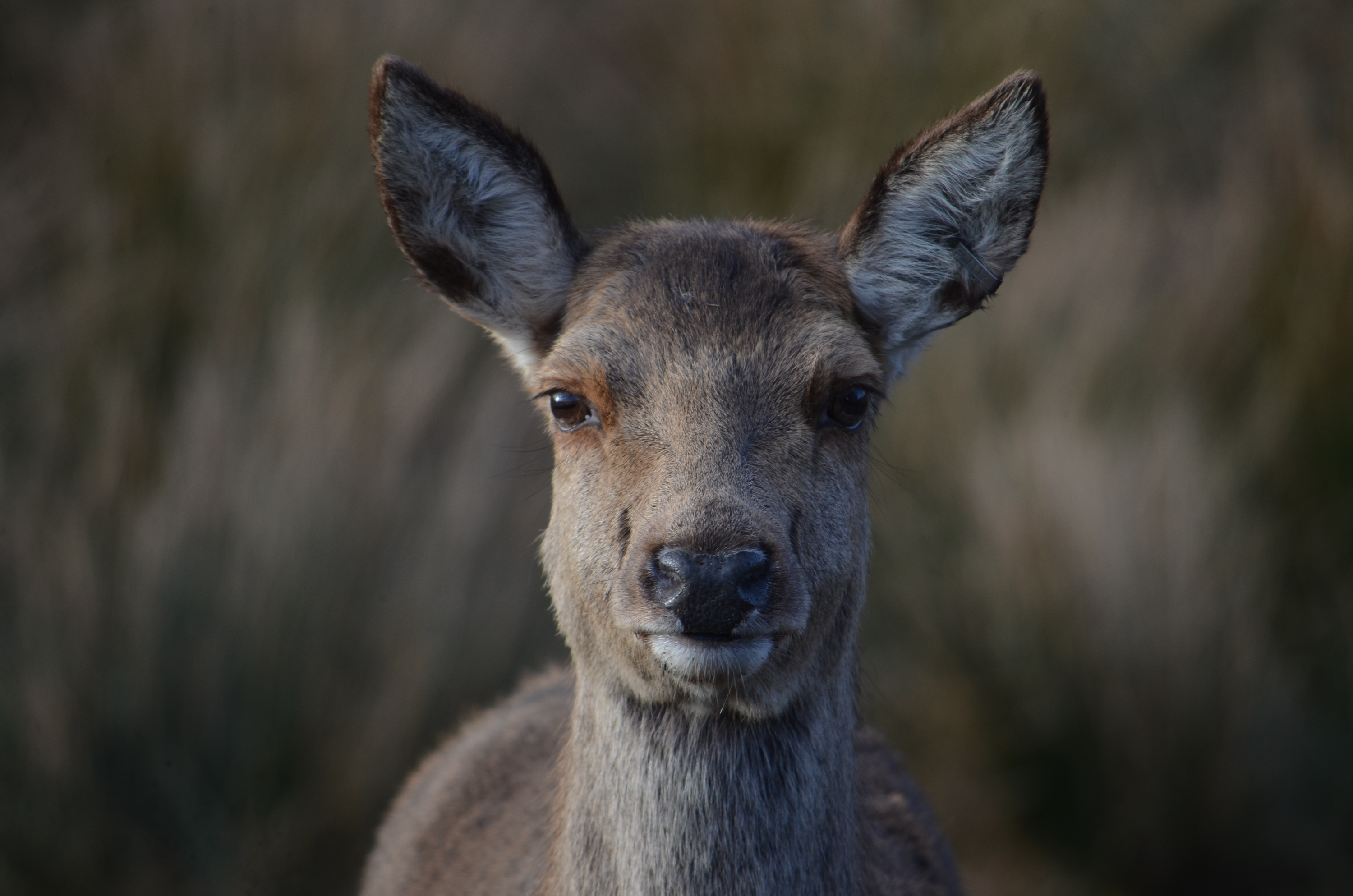 red deer
