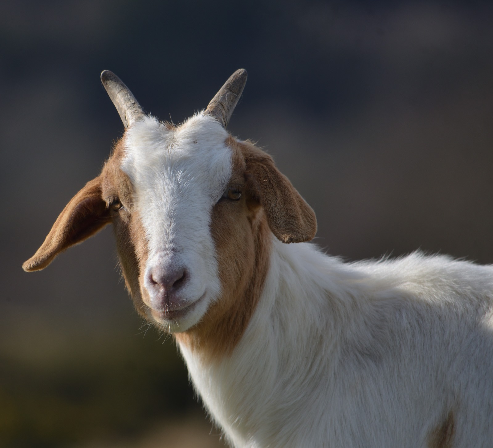 goat