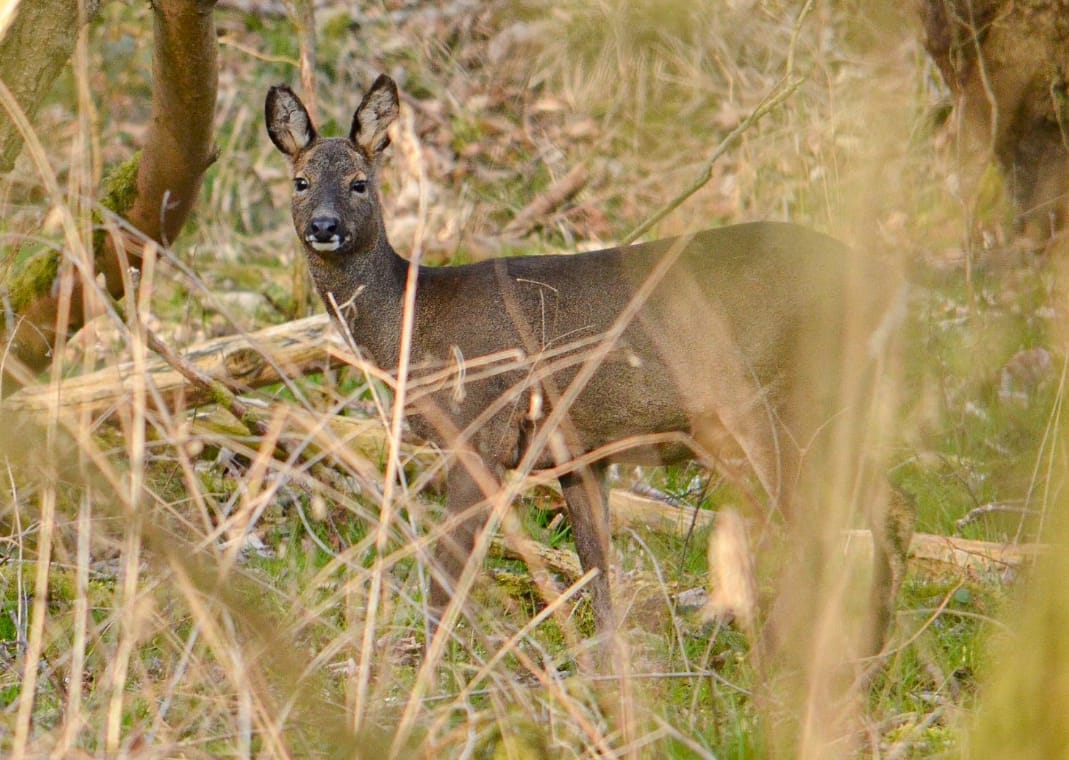 roe deer