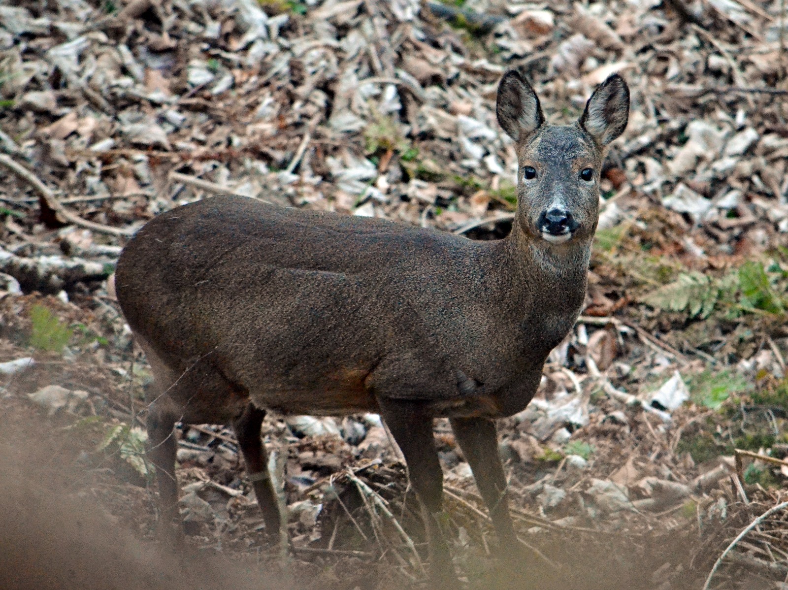 roe deer